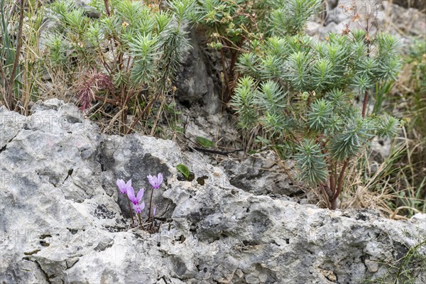 Cyclamen (Cyclamen neapolitanum), Sicily, Italy, Europe