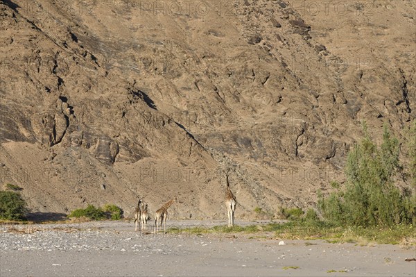 Angola giraffes (Giraffa camelopardalis angolensis) in the Hoanib dry river, Kaokoveld, Kunene