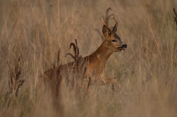 Roebuck, leaf time, Wittlich, Rhineland-Palatinate, Germany, Europe