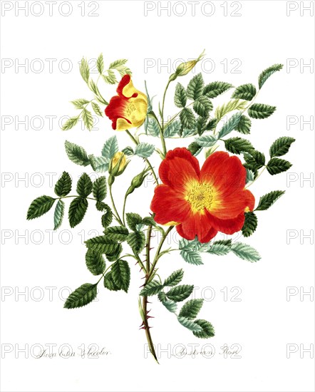Rosa lutea-bicolor, Rose, Old rose, Rose variety, Illustration from 1799, Historic, digitally