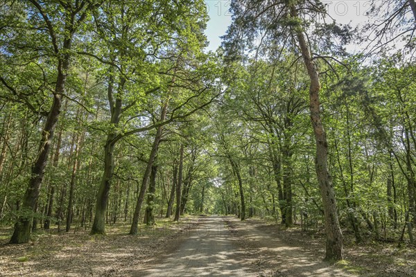 Jungfernheide Forest, Tegel, Reinickendorf, Berlin, Germany, Europe