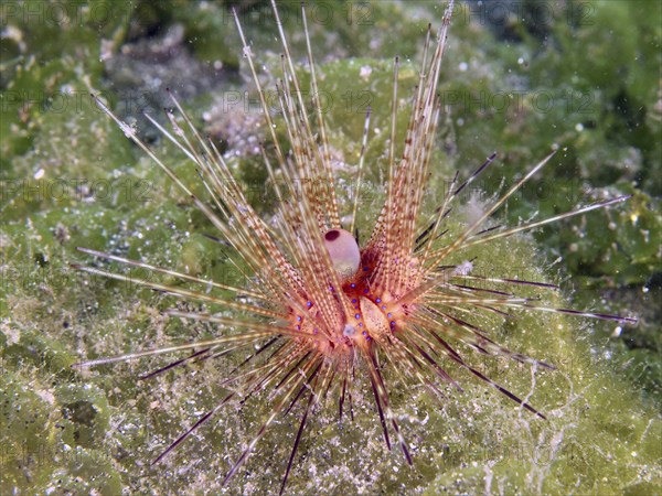 Colourful sea urchin with long spines, Variable Fire Urchin, Blue spotted sea urchin (Astropyga