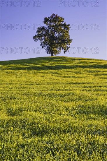 Single English oak (Quercus robur), near Fuessen, Ostallgaeu, Bavaria, Germany, Europe