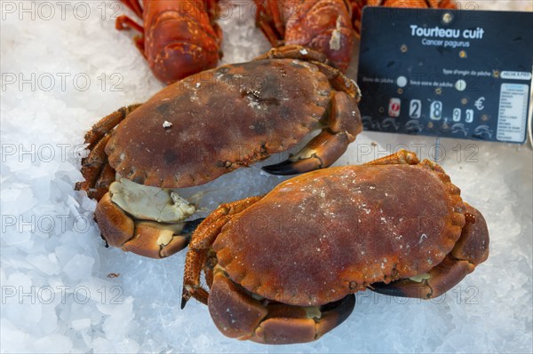 Two crabs presented on ice, with a price tag next to them, detailed photograph, fish market,