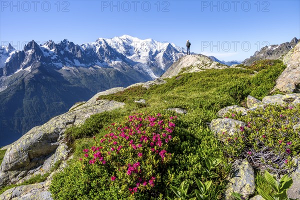 Mountaineer in mountain landscape with alpine roses, mountain panorama with glaciated summit of