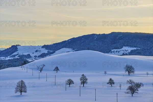 Snowy hills with scattered trees and a mountain in the background, under a pastel-coloured sky at