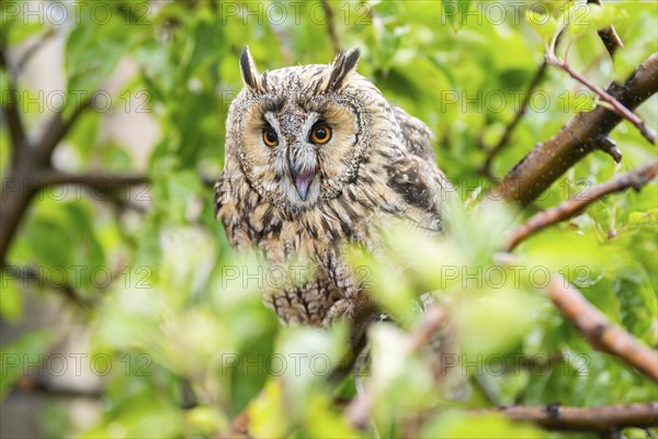 Long-eared owl (Asio otus), or lesser horned owl, sitting on a branch, captive, Pyrenees,