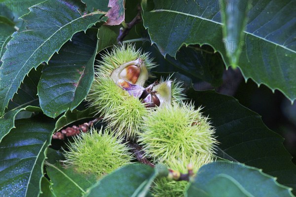 Chestnuts, September, Mecklenburg-Western Pomerania, Germany, Europe