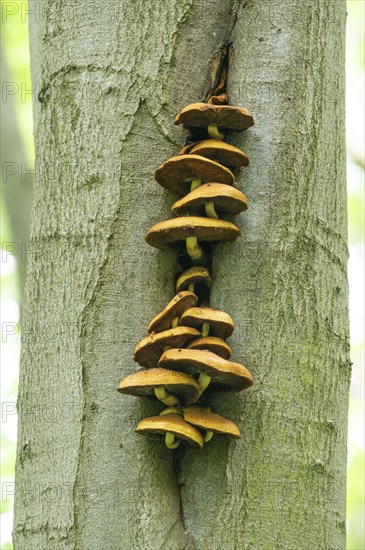 Goldfell-Schüppling (Pholiota aurivella), older fruiting bodies on the trunk of a copper beech