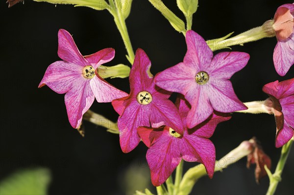 Ornamental tobacco (Nicotiana alata), flowers, native to South America, ornamental plant, North