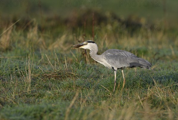 Grey heron (Ardea cinerea) hunting in a meadow with a mouse in its beak, Lower Rhine, North