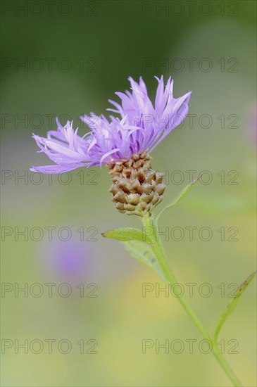 Meadow knapweed or brown knapweed (Centaurea jacea), flower, North Rhine-Westphalia, Germany,