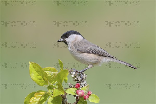 Marsh tit (Parus palustris) sitting on a branch with apple blossoms, Songbird, Birds, Wildlife,