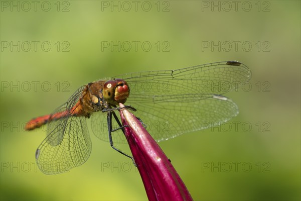 Ruddy darter dragonfly (Sympetrum sanguineum) adult male insect resting on a garden lily flower,