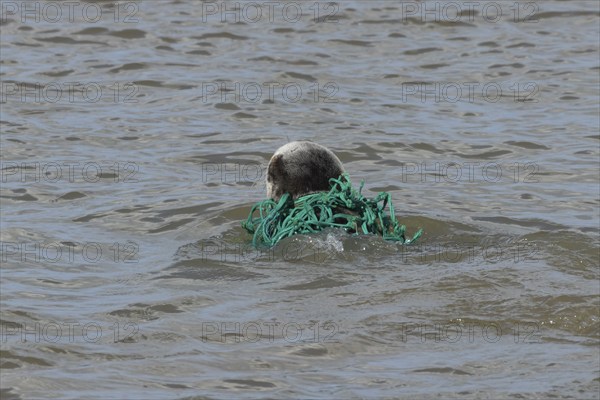 Grey seal (Halichoerus grypus) adult animal swimming in the sea with netting wrapped around its