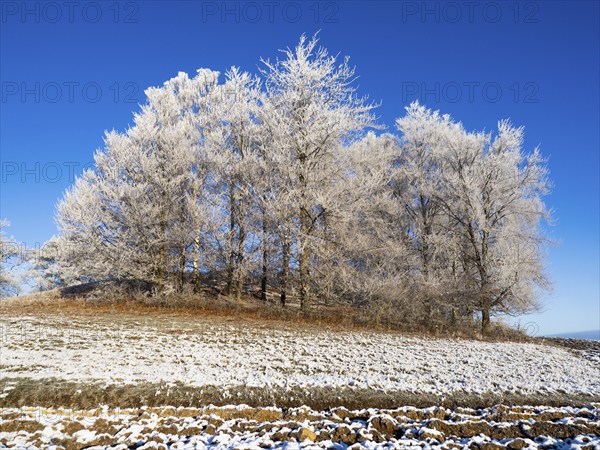 Birch Trees, (Betula pendula), a group of trees at the edge of a field, covered in hoar frost, set