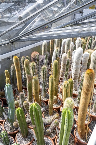 Botanical Garden, greenhouse with cacti and succulents, Zurich Succulent Collection, Switzerland,