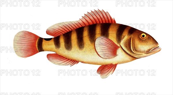 Fish, Fishes, Mediterranean bannerfish, Genus of bannerfish, Anthias striatus, Streaked grunt,