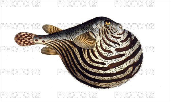 Fish, Fish, genus of the family Yellowfin Puffer, Tetrodon lineatut, striped spiny belly, the