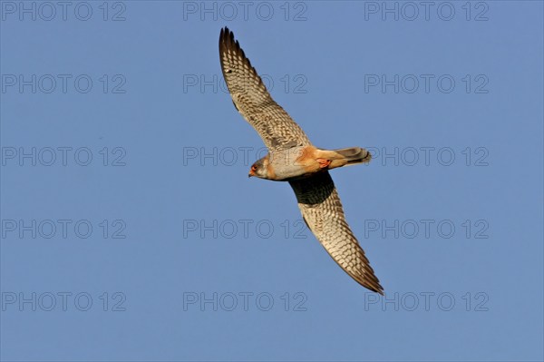 Red-footed Falcon, (Falco vespertinu), flight photo, falcon family, Tower Hide, Tiszaalpár,