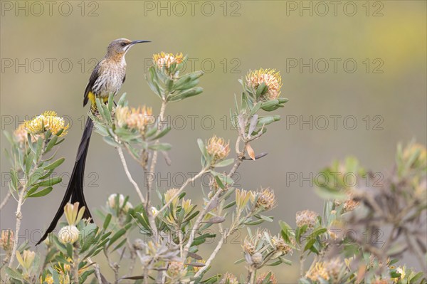 Cape sugarbird (Promerops cafer), Harold Porter National Botanical Gardens, Betty's Bay, Western
