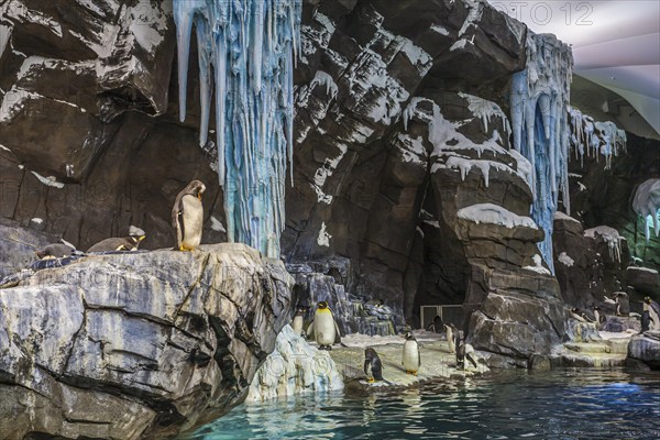 Penguins on display in artificial natural habitat at the Empire of the Penguin attraction in