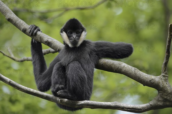 Northern white-cheeked gibbon (Nomascus leucogenys), juvenile, captive, occurrence in Asia