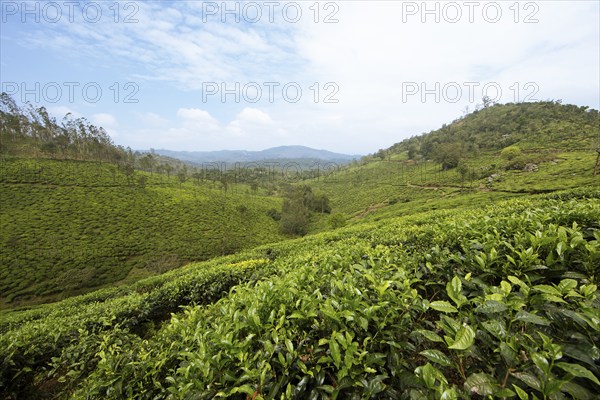Green hilly landscape with tea plantations, Thekkady, Kerala, India, Asia