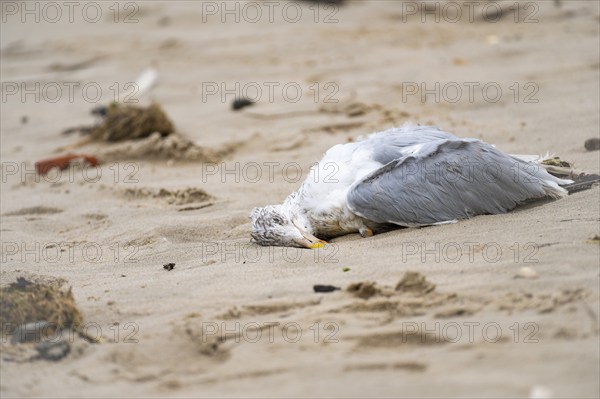 Seagull (Larinae) dead, lying in the sand on the beach of Schillig, yellow beak, grey wings, white