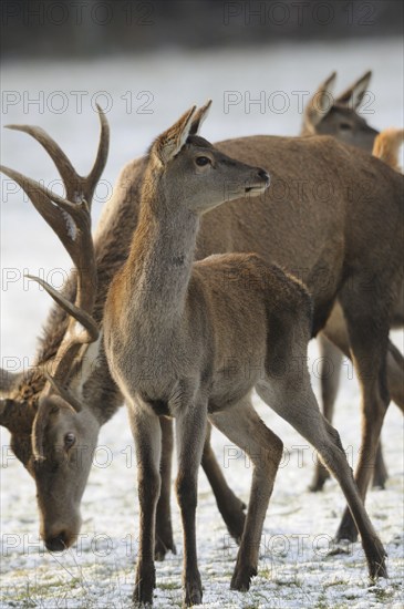 Herd of stags and roe deer on snow-covered ground in the wild, red deer (Cervus elaphus), Bavaria