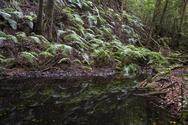 Pools, cloud forest, laurel forest, Garajonay National Park, UNESCO World Heritage Site, La Gomera,