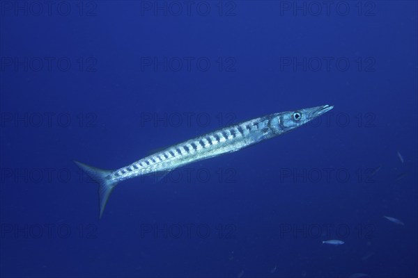 A barracuda (Sphyraena viridensis) swimming in clear blue water, dive site Bufadero, Palm Mar,
