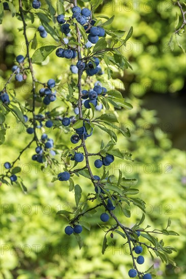 Blackthorn with fruit, Münsterland, North Rhine-Westphalia, Germany, Europe