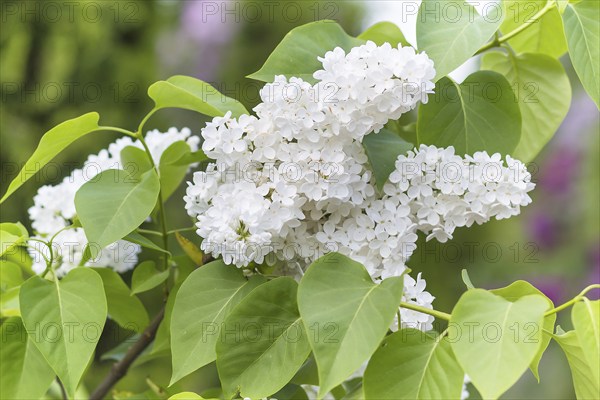 Blooming lilac in the botanical garden in spring