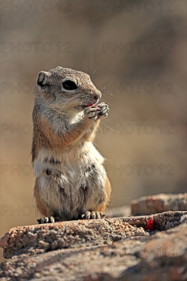 Antelope gopher, (Ammospermophilus harrisii), adult, on tree, foraging, Sonoran Desert, Arizona,