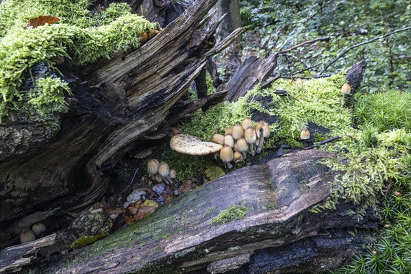 Fairies bonnet (Coprinus disseminatus), Emsland, Lower Saxony, Germany, Europe