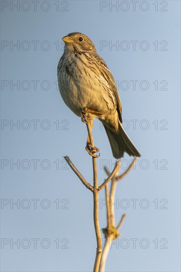 Corn bunting (Emberiza calandra) sitting on a branch, animal portrait, Bagges Dæmning, Ringkøbing