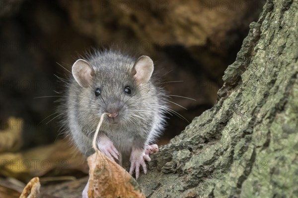 A juvenile Norway rat (Rattus norvegicus) climbs up a tree trunk surrounded by autumn leaves and a