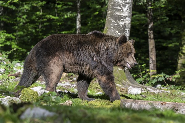 European brown bear (Ursus arctos arctos) in the forest, Notranjska region, Slovenia, Europe