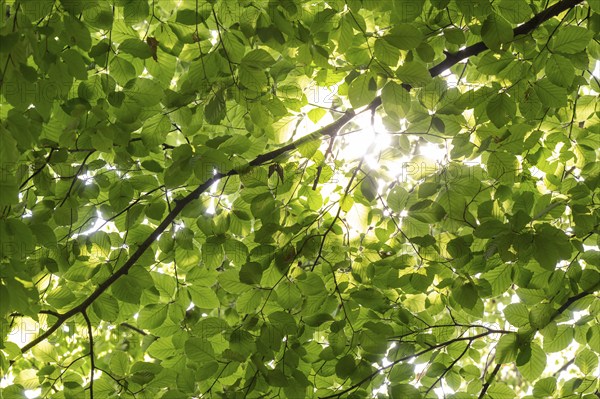 Sunbeams shining through leaves and branches of a beech tree, sculpture park, Humlebæk, Nivå Bugt,