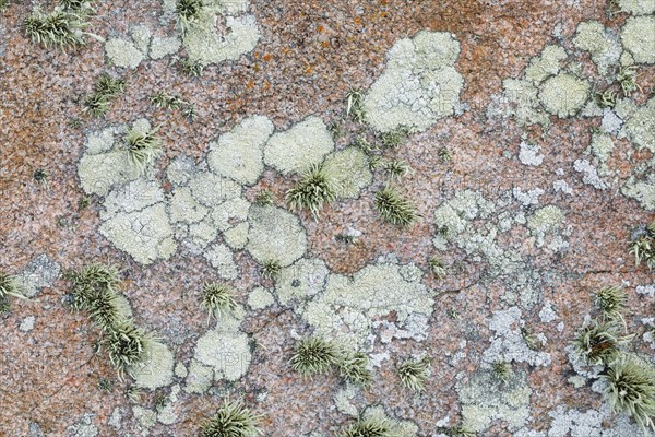 Pastel-coloured lichen on rocks in Brittany, France, Europe