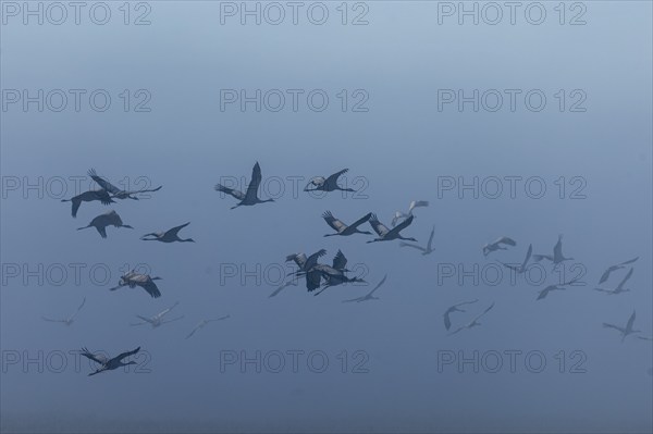 A flock of cranes flies through dense fog, Crane (Grus grus) wildlife, Western Pomerania Lagoon