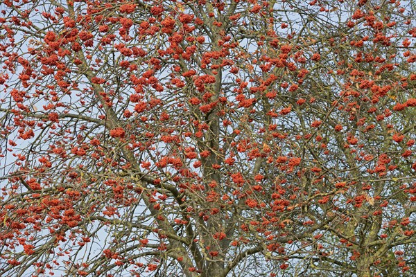 Rowanberry (Sorbus aucuparia), view into the tree crown without autumn leaves, red fruits, North