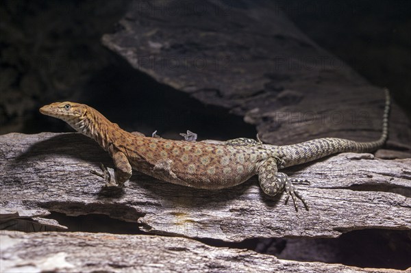 Pilbara rock monitor (Varanus pilbarensis), captive, Germany, Europe