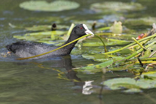 Eurasian burbot (Fulica atra) bringing a water lily to its nest. Bas Rhin, Alsace, France, Europe