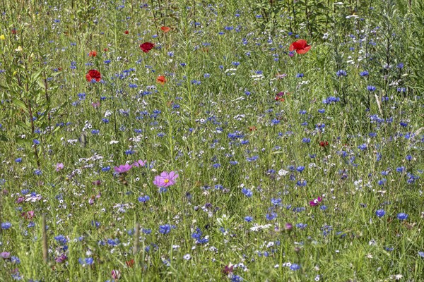 Flower meadow with poppy flower (Papaver rhoeas) and cornflowers (Centaurea cyanea), Emsland, Lower