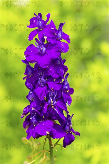 Close-up of purple delphinium flowers with blurred green background, Ternitz, Lower Austria,