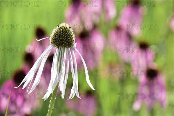 Flower of a white coneflower (Echinacea purpurea Alba), in the background purple cone flower