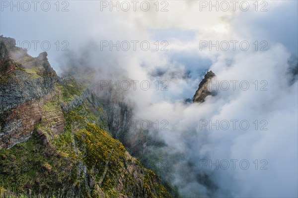 A mountain covered in fog and clouds with blooming Cytisus shrubs. Near Pico de Arieiro, Madeira