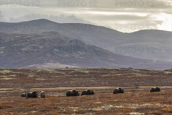 Herd of musk oxen (Ovibos moschatus), grazing, off Bergen, autumn, Dovrefjell National Park,